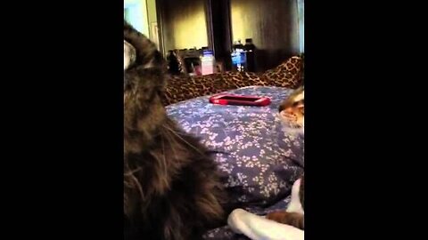 Bentley Bengal Attacks Exotic Cat