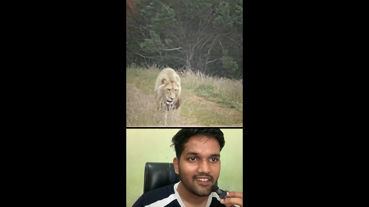 Lion 😂😂