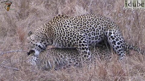 WILDlife: The Life Of Leopards - Pairing
