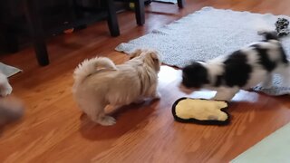 K Litter - 2/13/21(3)