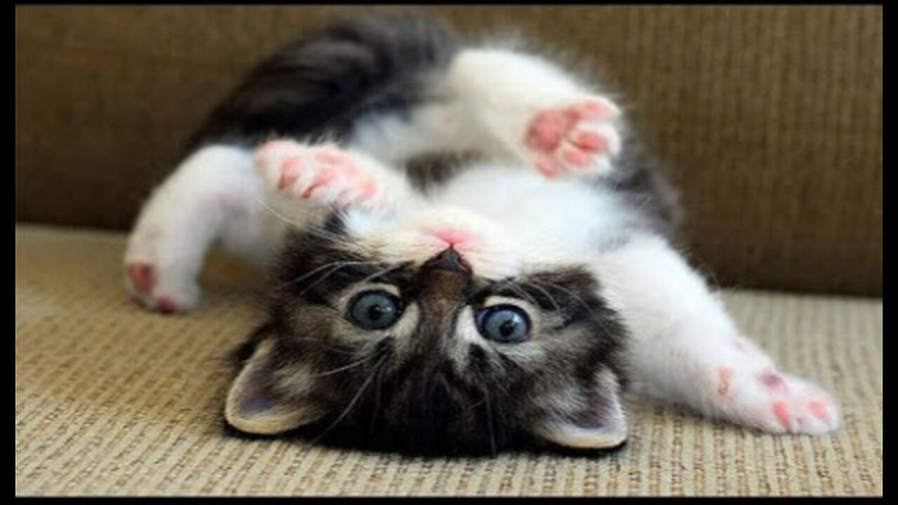 Super Cute - Kucing Lucu