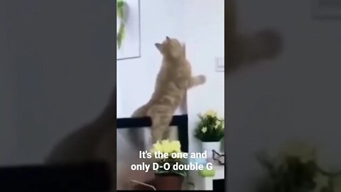 MEME is the one and only D-O double G #shorts