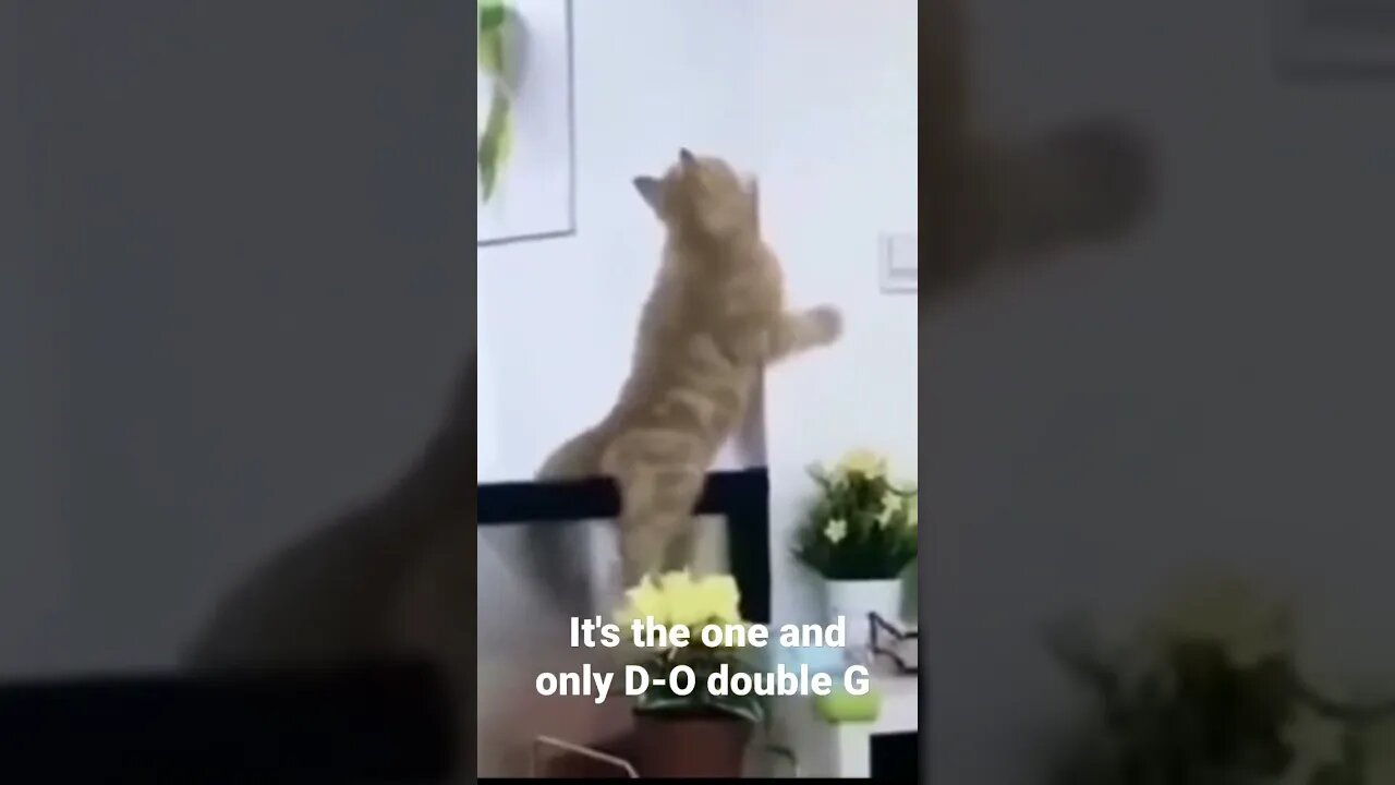 MEME is the one and only D-O double G #shorts