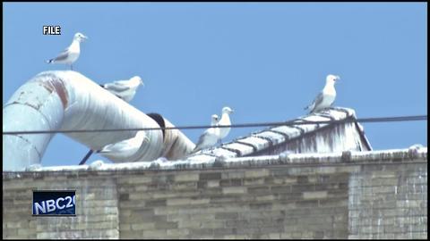 Air cannons used in Manitowoc to solve gull problem