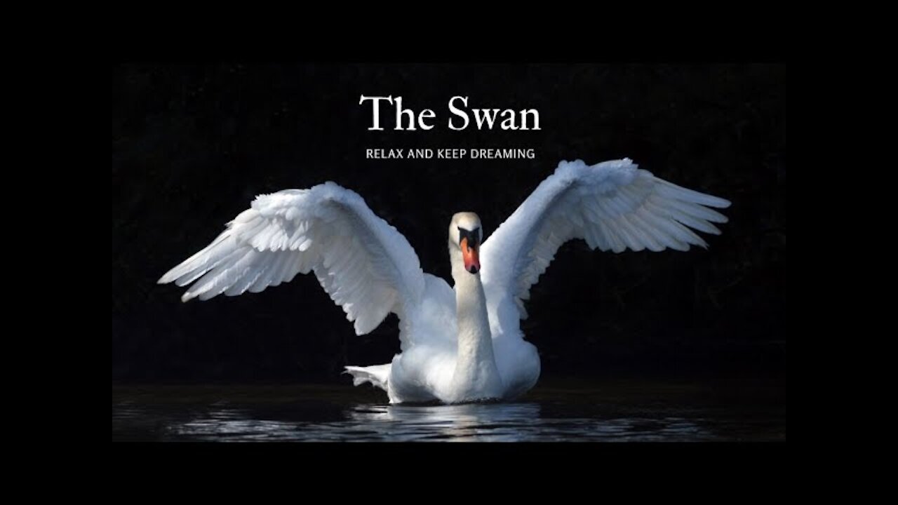 The Swan - O Cisne ( Relaxing Piano Music )