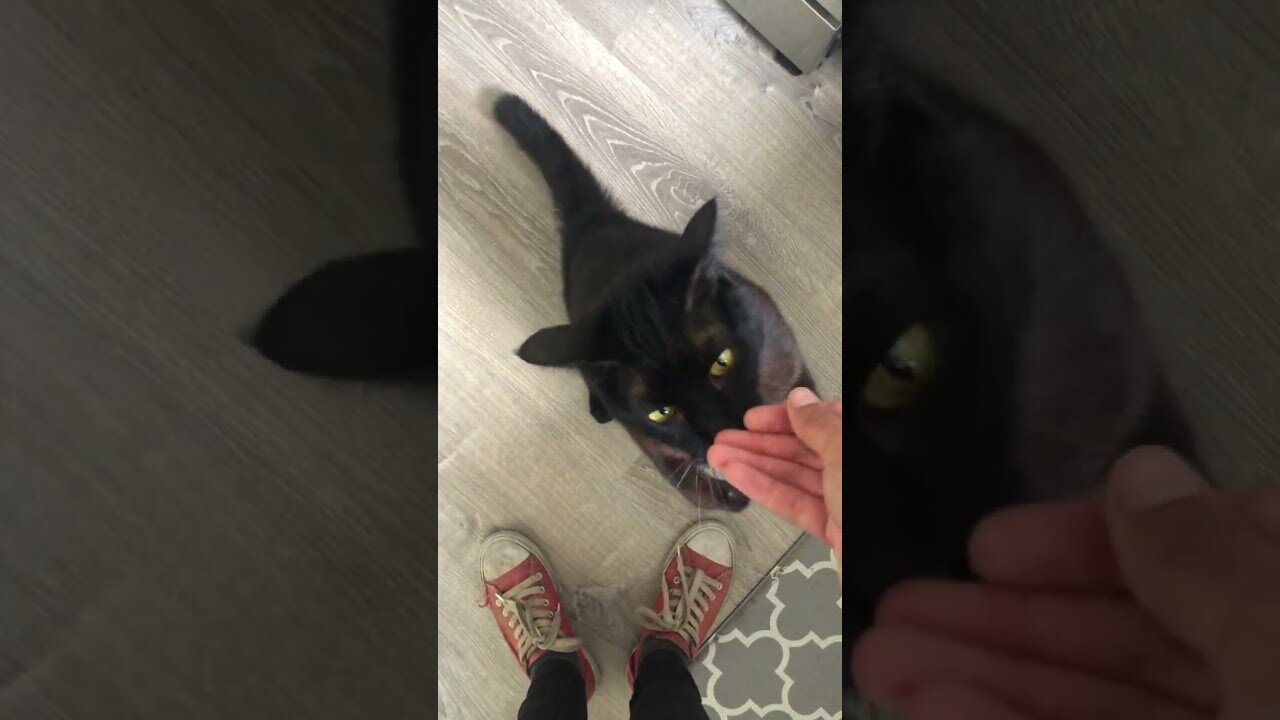 Teaching A Cat To Sit