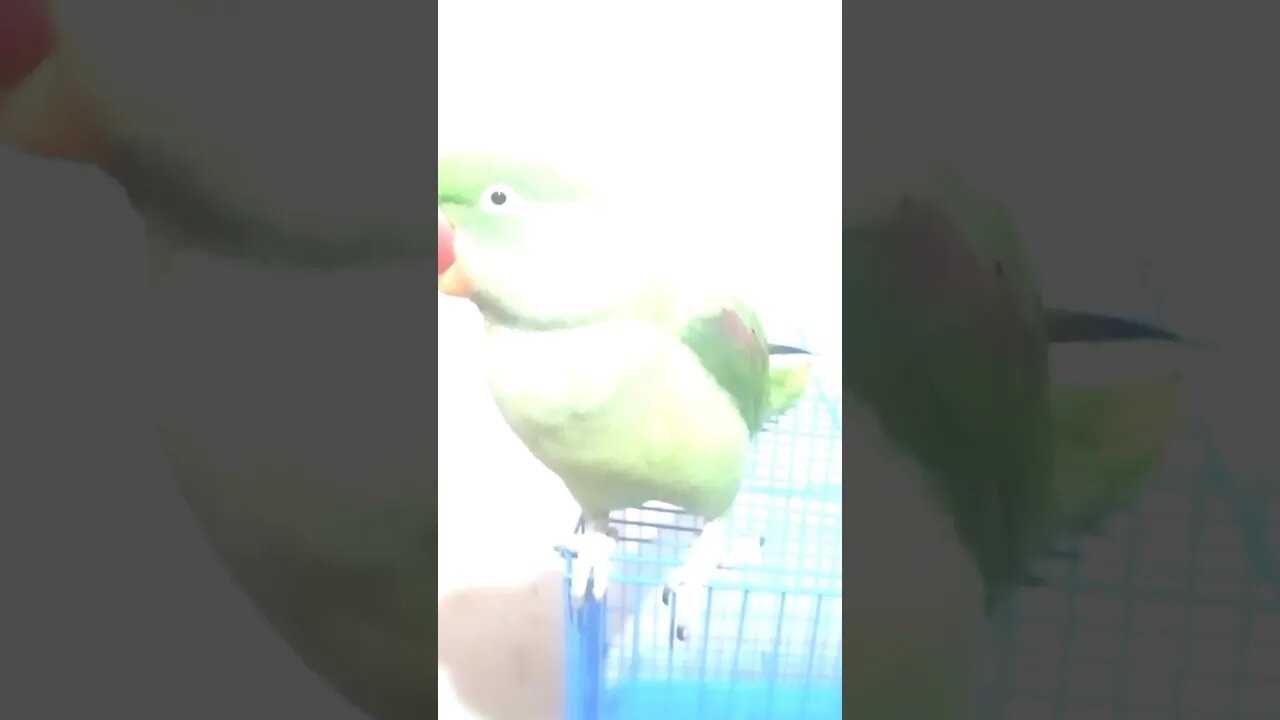 Top 10 best funny videos of parrots