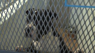 'Puppy season' leads to an increase of pet surrenders