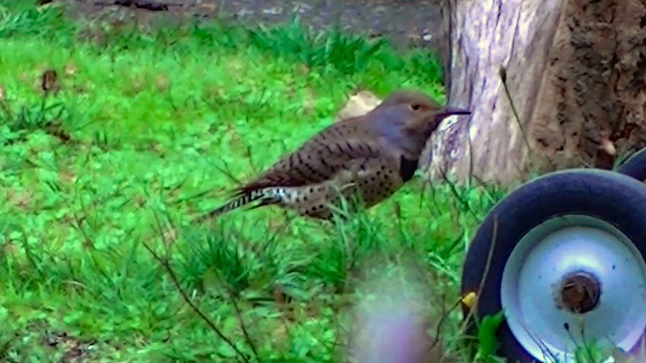 IECV NV #727 - 👀 Northern Flicker Starlings House Sparrows 10-21-2018