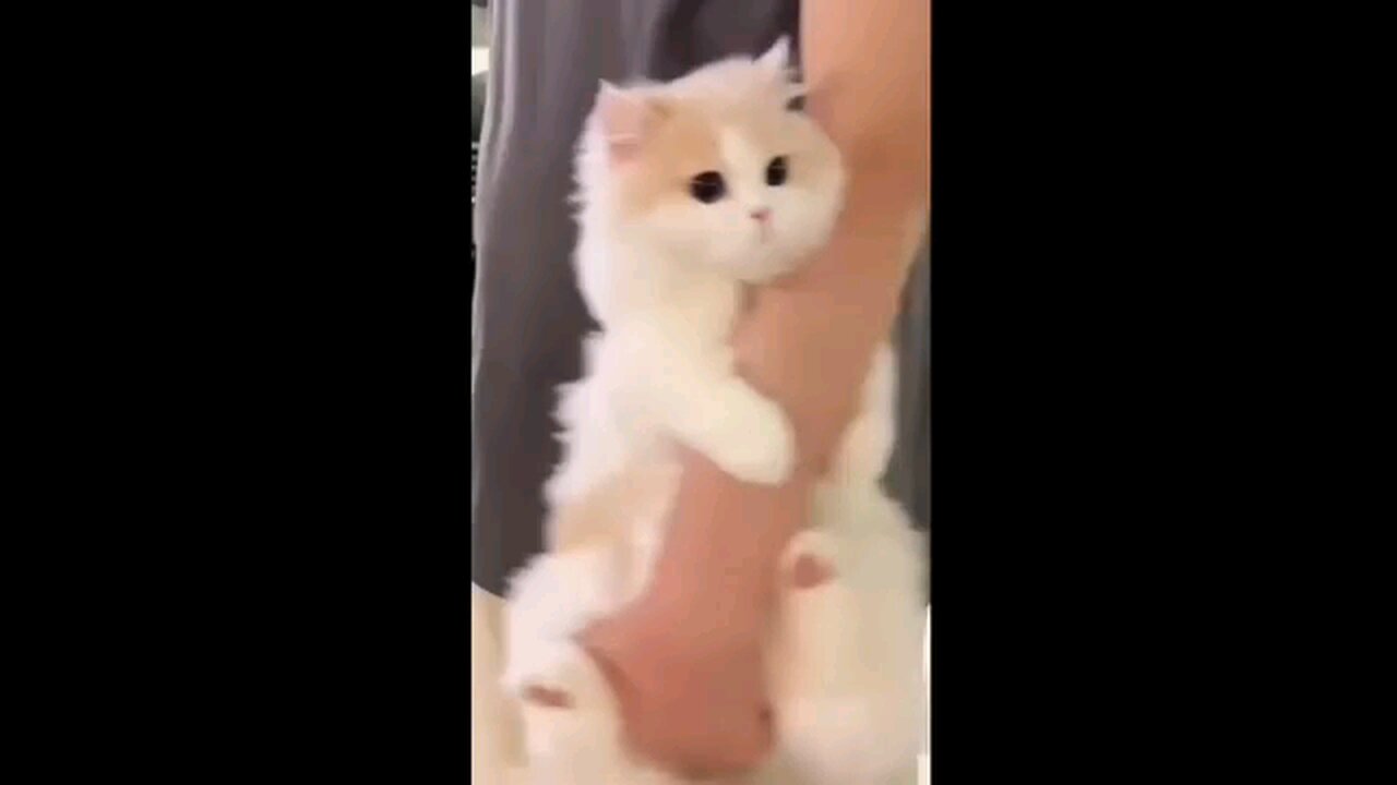 funny cat video