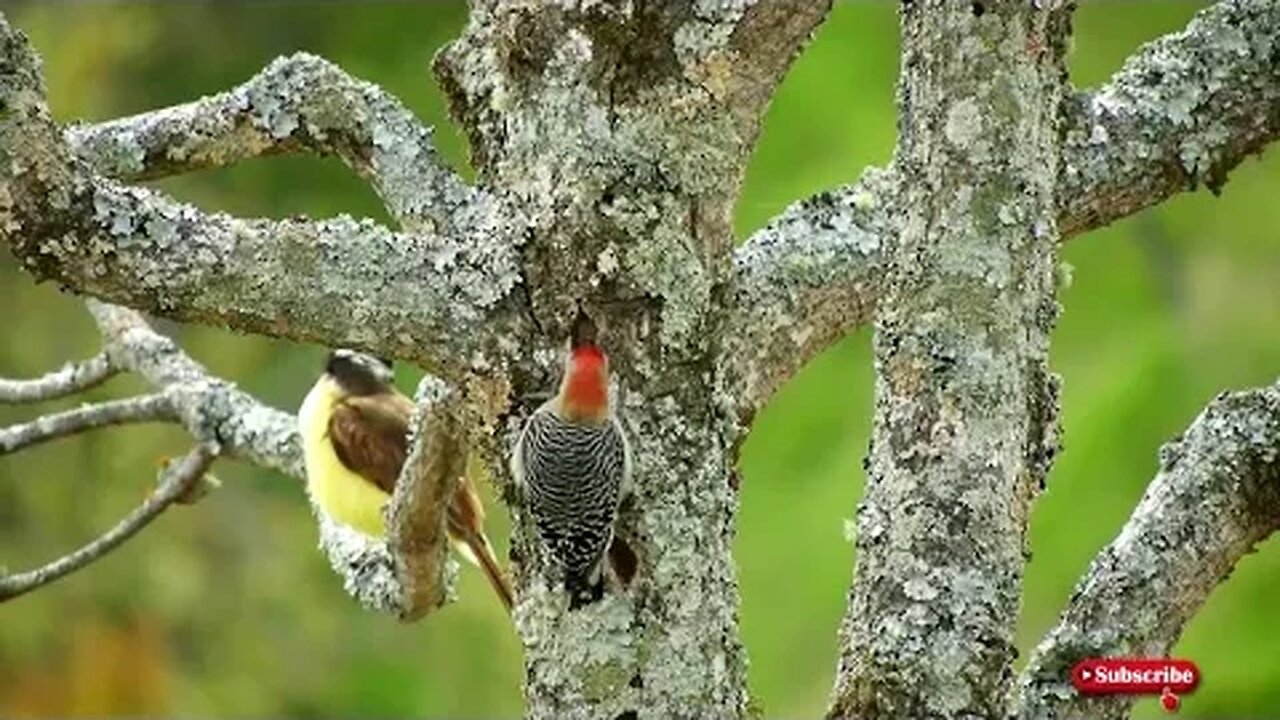 Beautiful Birds and Good Sound Natural Video