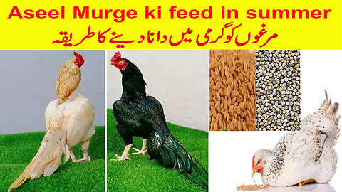 Aseel murgha ki garmi ki feed