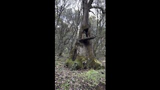 Tree with Hole in the Middle