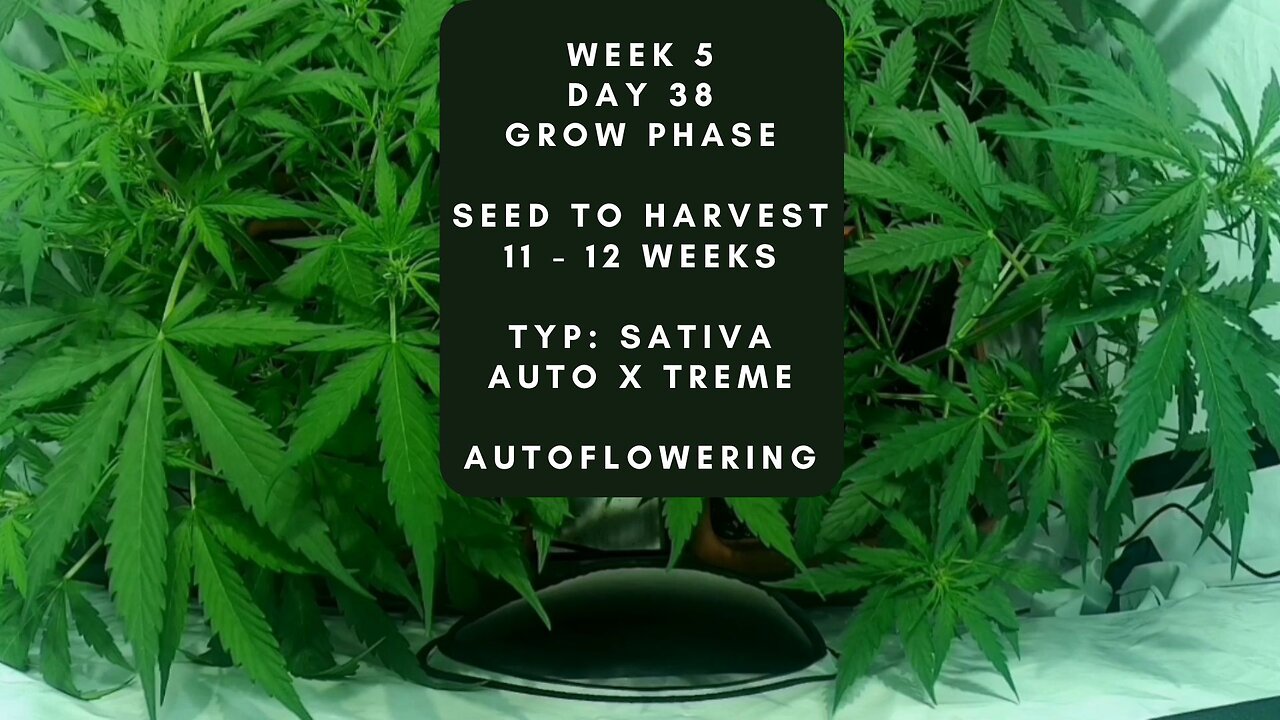 DAY 38 Cannabis grow timelapse indoor hemp weed Autoflowering X Treme