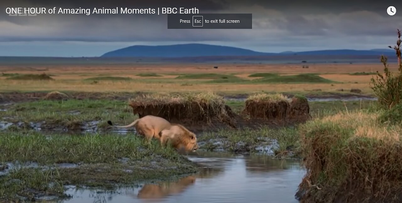 ONE HOUR of Amazing Animal Moments