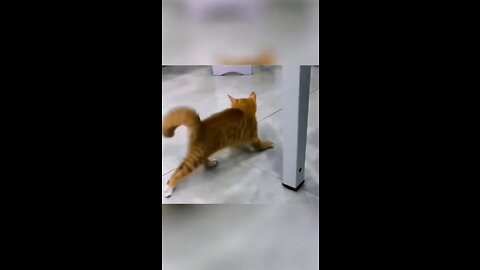 The Dacing Kitten