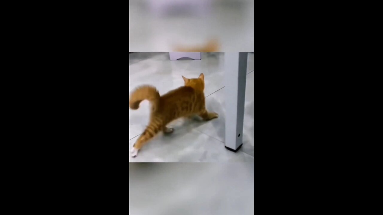 The Dacing Kitten