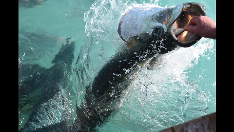 Special Episode: Feeding the Tarpon