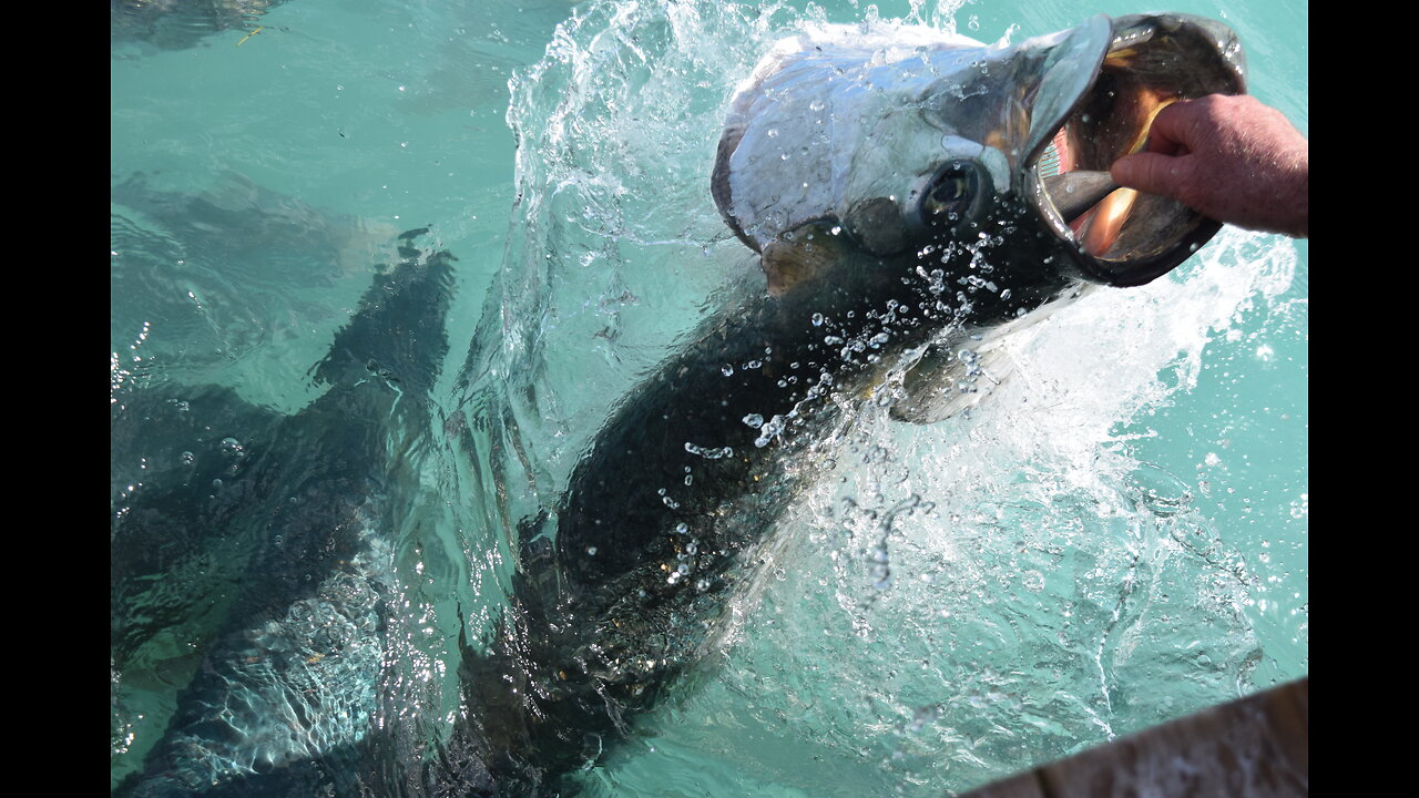 Special Episode: Feeding the Tarpon