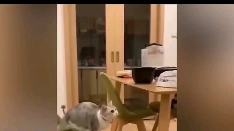 very funny video 🤣🤣🤣 funny animal