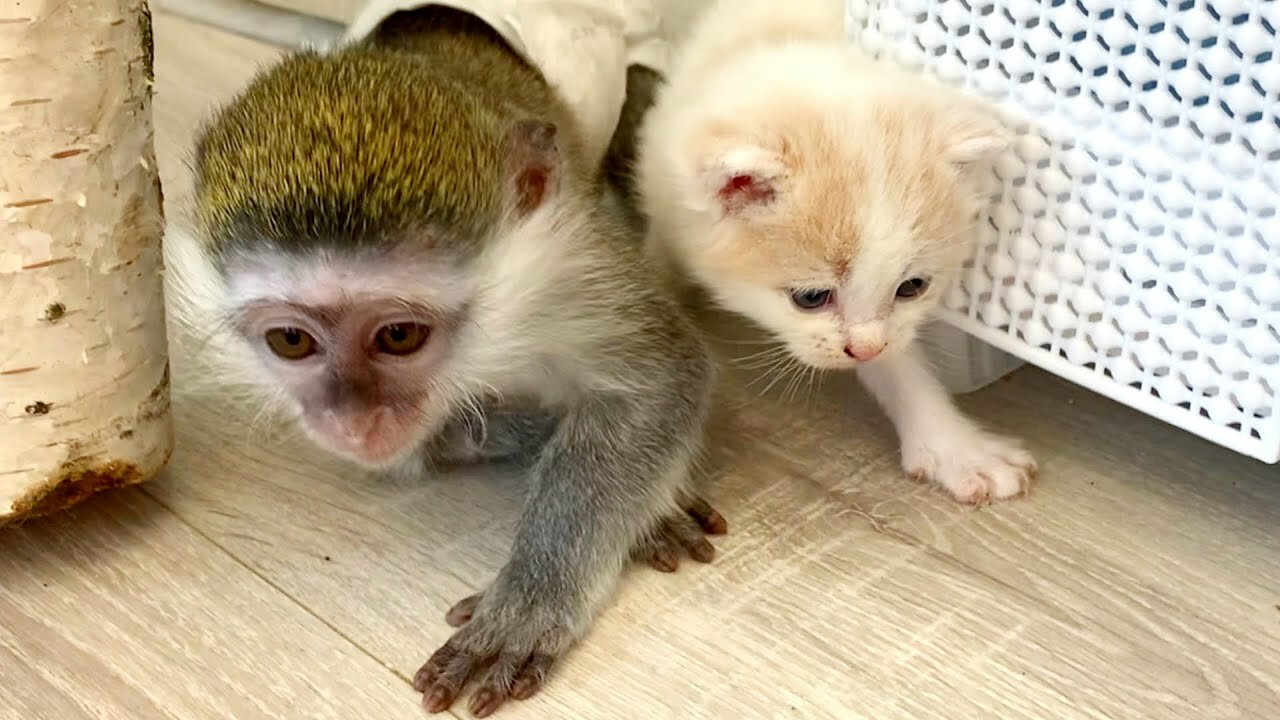 Baby monkey Susie wants to teach kittens to climb out through the window while mom cat don't see