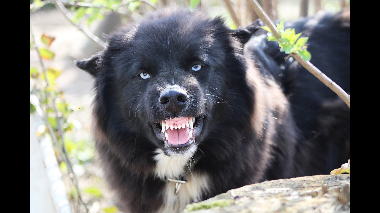 The Dogs King Gathered An Army of Street Dogs to Get Revenge On Humans