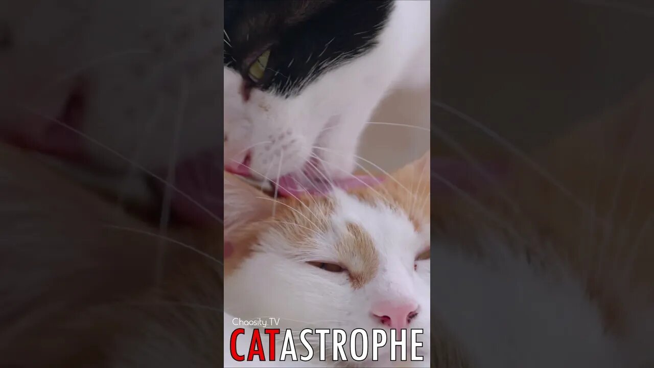 😼 #CATASTROPHE - Licked Clean 🐈