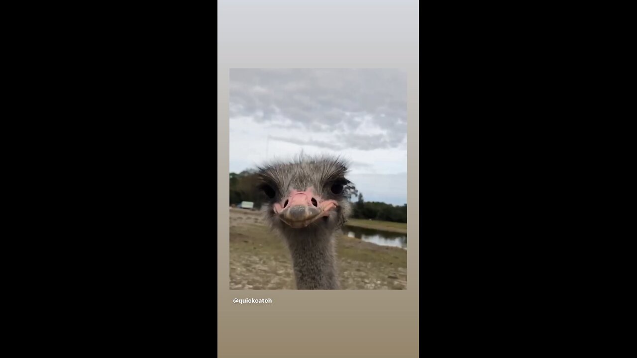 Cute ostrich cuteee