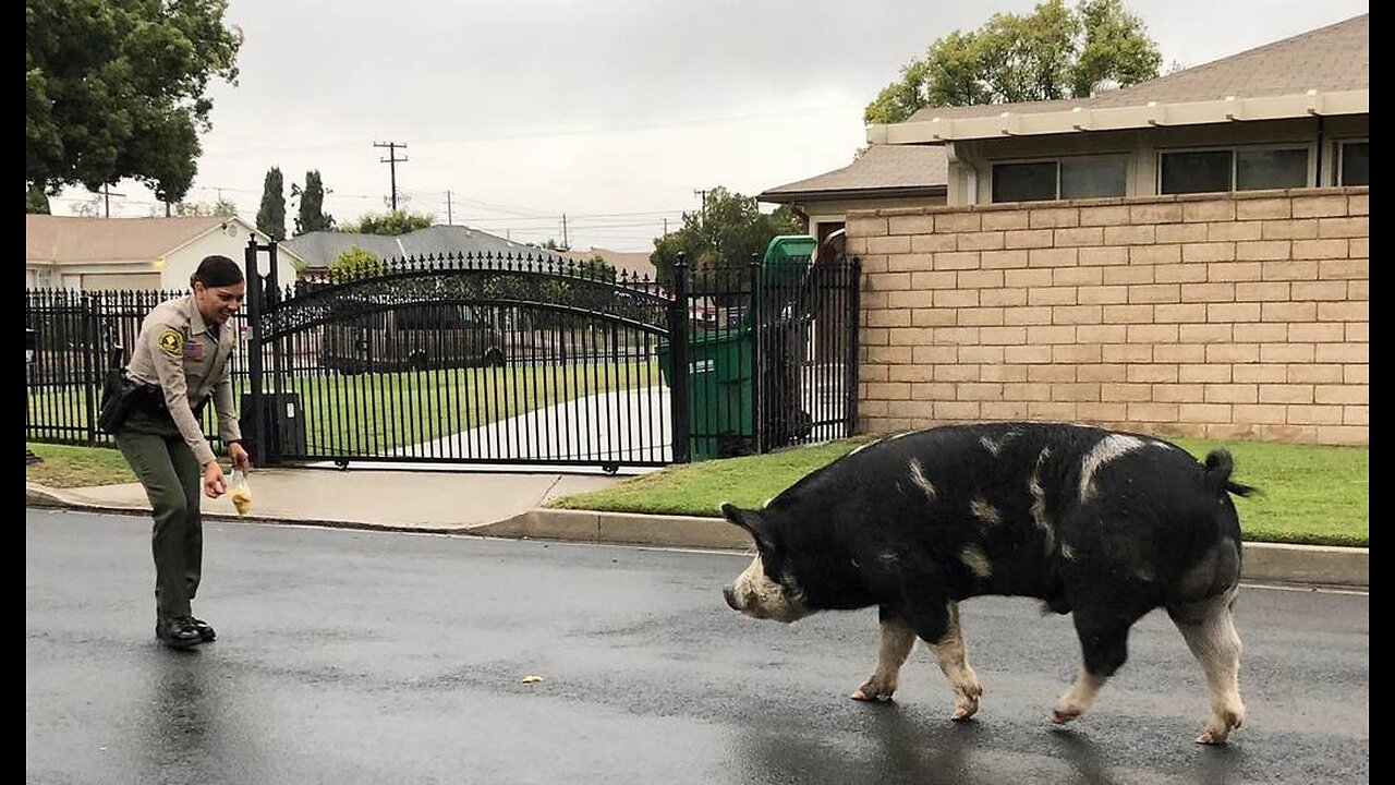 Loose Louisiana Pig Sparks Parish-Wide Porker Hunt