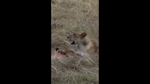 #wildlifemagictv #wildlife #magictv #animals #nature #lions