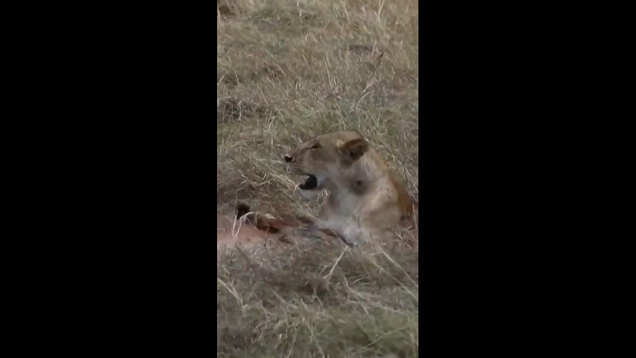 #wildlifemagictv #wildlife #magictv #animals #nature #lions