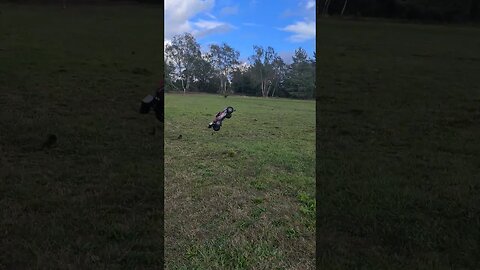 losi dbxle 2.0 jumping