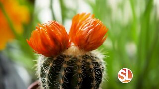 Your Valley Toyota Dealers are Helping Kids Go Places: Cesar Chavez HS Mindfulness Garden