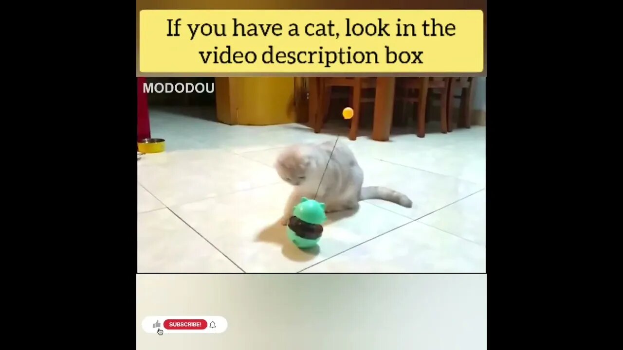 cute cat videos 😹 funny videos 😂139