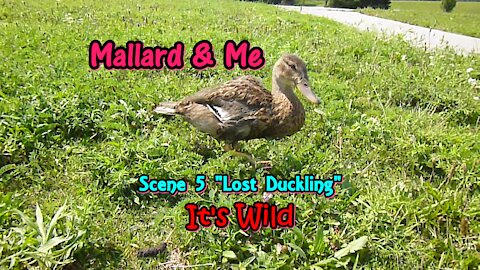 Mallard & Me Scene 5 “Lost Duckling”