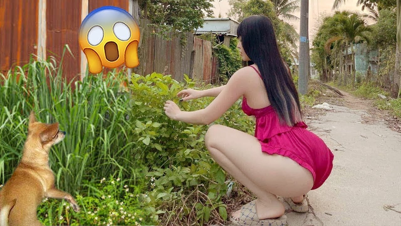 Funny Dog Videos | Funny Dog | Funny Dog Shorts | Funny Dog Prank