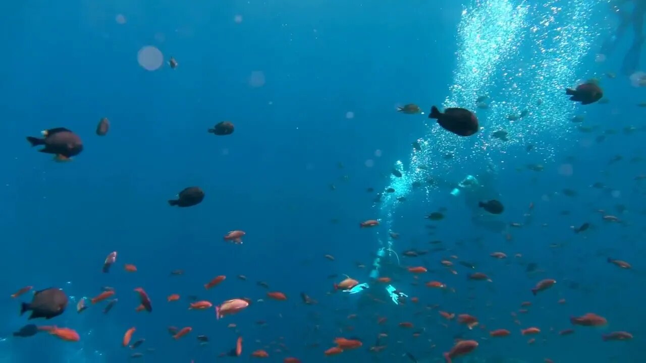 Several fishes swimming under the water, slow motion