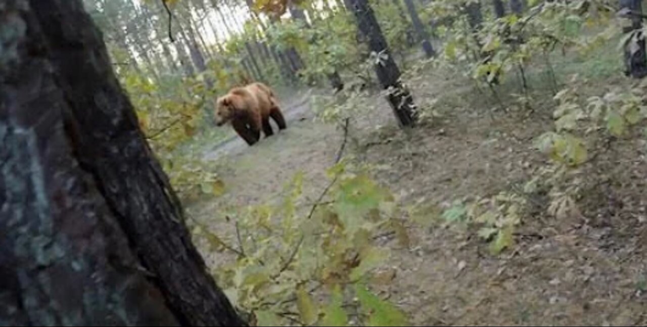 Bear Attack, Man is trying to run away from attacking Bear: GoPro