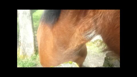 Horse attack tried eating my camera