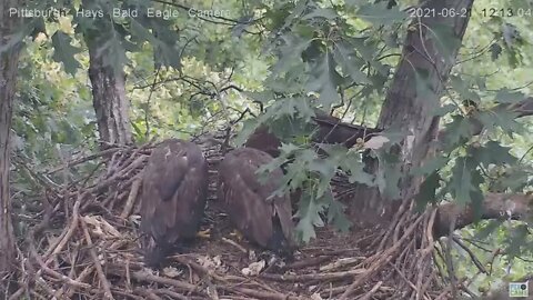 Hays Mom brings fish for Juveniles H15 flys down H14 in the nest 2021 06 21 12 15 31 185