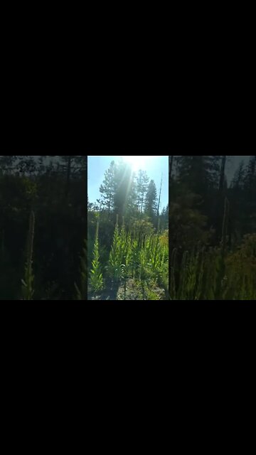 Kaniksu Ranch, Deer Park, WA 7.27.2022-!-