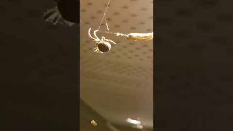 AMAZING SPIDERS