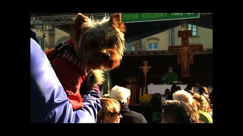 Holy Pets In Poland