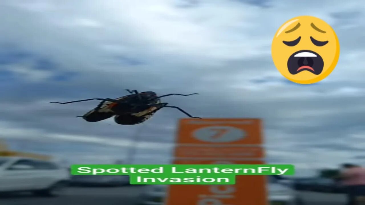 Spotted LanternFly Invasion #lanternfly #spottedlanternFly