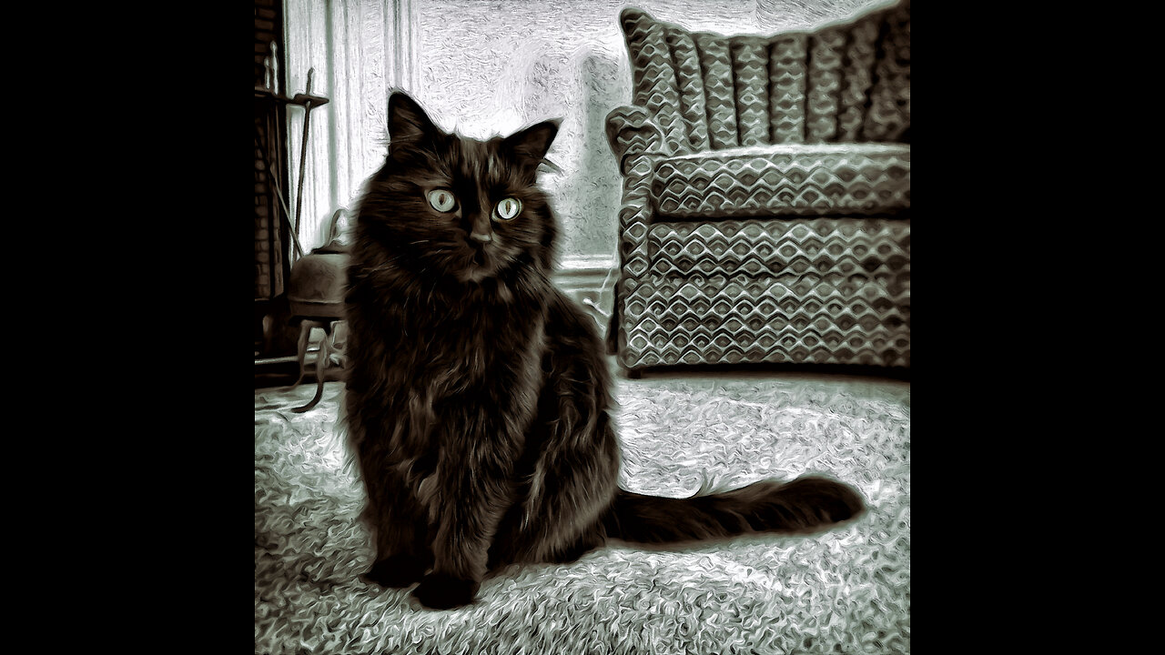 Les Chats de Bob & Sarah
