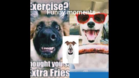 Dogs very funny moments 😂🤣😂🤣