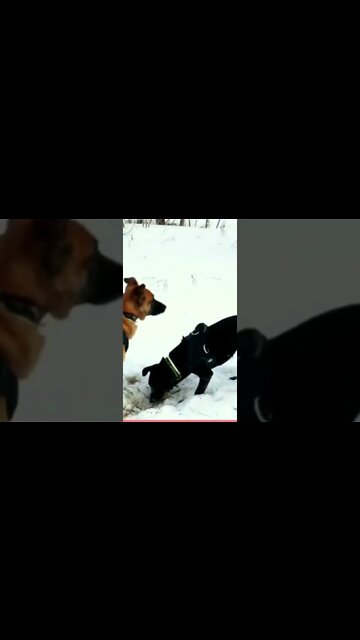 Gatos Engraçados Fazendo Coisas Engraçadas Para Rir - Vídeos Engraçados de Gatos🤣