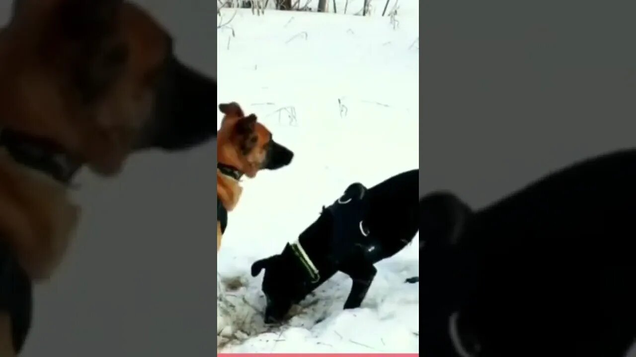 Gatos Engraçados Fazendo Coisas Engraçadas Para Rir - Vídeos Engraçados de Gatos🤣