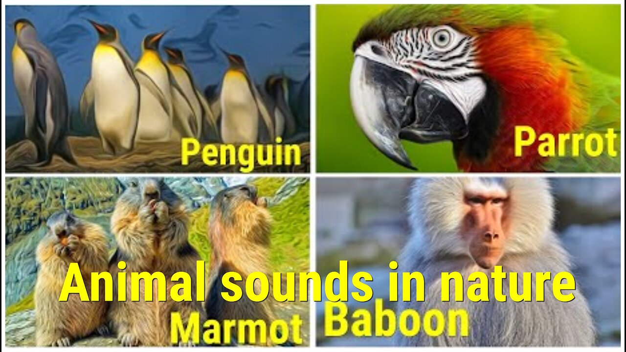 WILD ANIMALS sounds in nature Penguin, Parrot, Marmot and Baboon