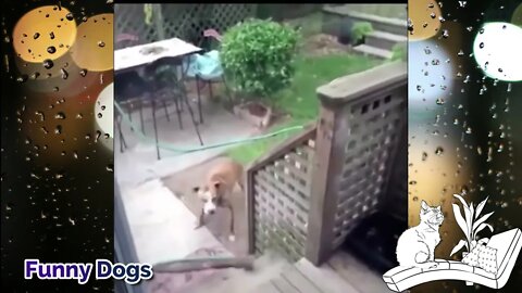 #short #funny #viral #dog #animals